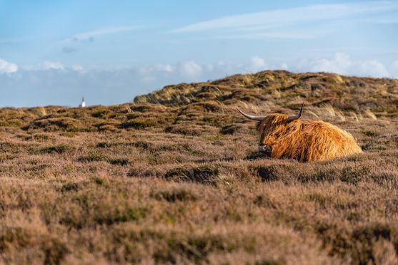 Hooglander bollekamer rusten