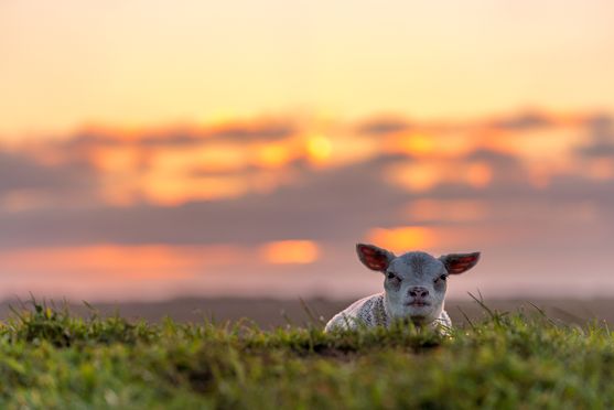 Lammetje in een mooie zonsondergang 02