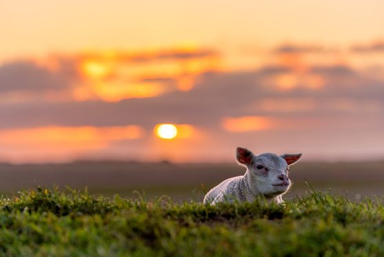 Lammetje in een mooie zonsondergang 01