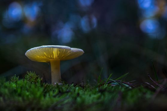 18 fairytale 