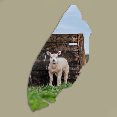 Texelplaat 025