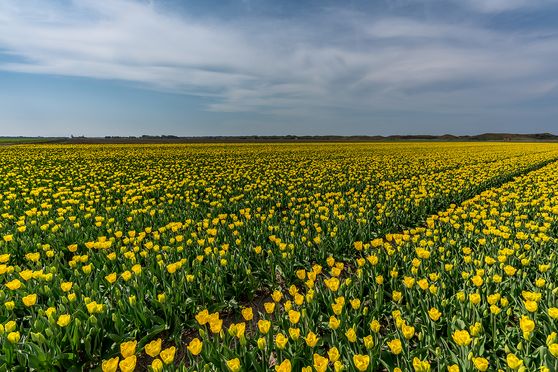 Tulpen - Code geel