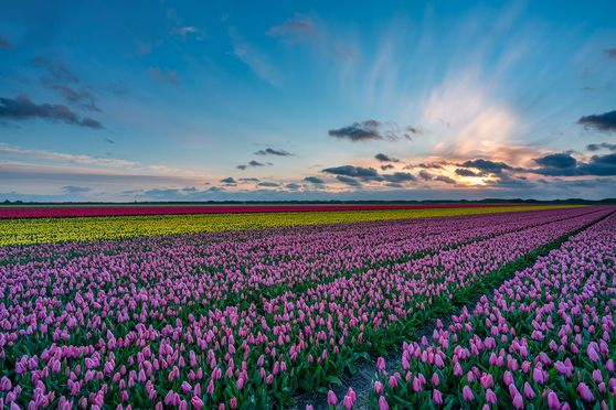Tulpen Texel 05