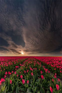 tulpen texel 03