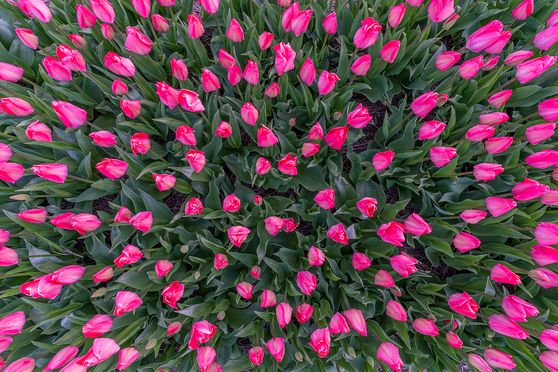 Tulpen Texel 04