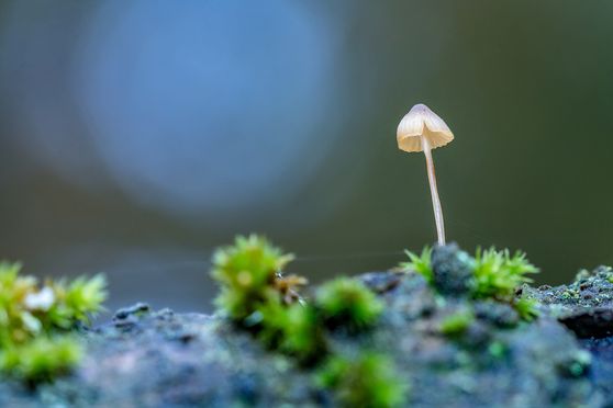 17 tiny paddo