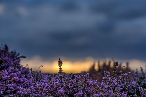 heide Bollekamer zonsondergang