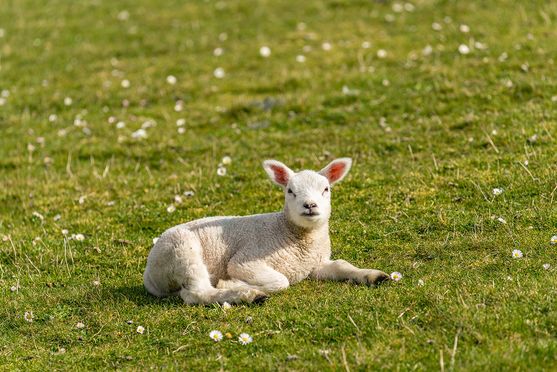 lammetje genieten vd zon 01