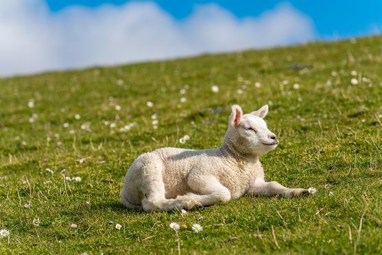 lammetje genieten vd zon 02 