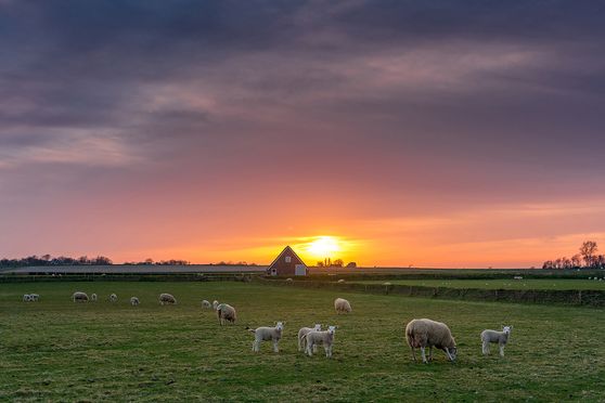lammetjes bedtijd 01