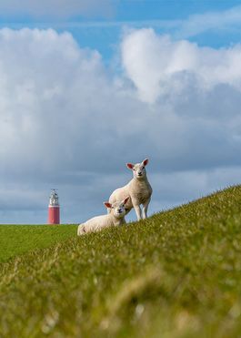Texel xxl 02