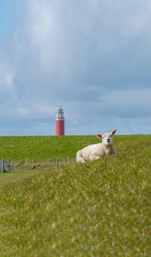 Texel xxl 04