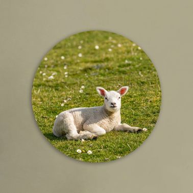 rond voorbeeld 113