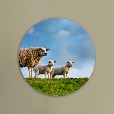 rond voorbeeld 115
