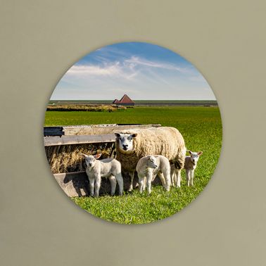 rond voorbeeld 117