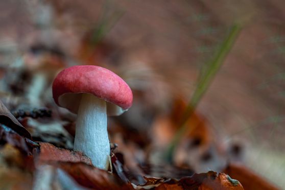 20 rood zonder witte stippen