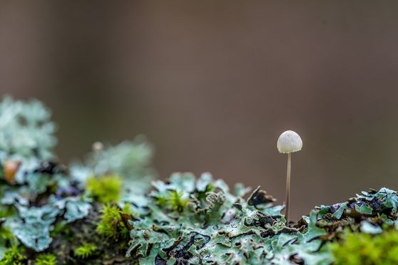 16 tiny paddo