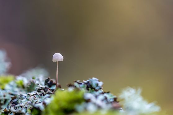 15 tiny paddo