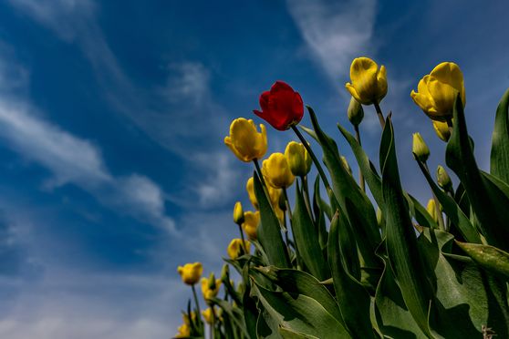 Tulpen - Be different 04