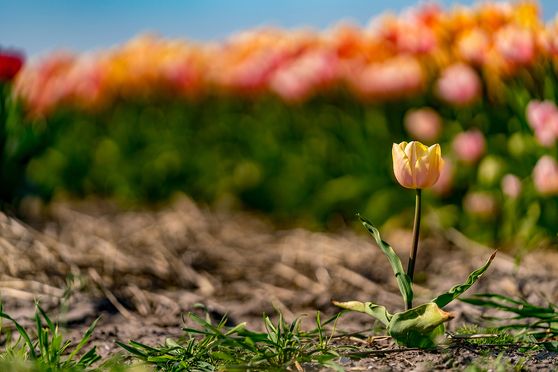 Tulpen - lonely 02