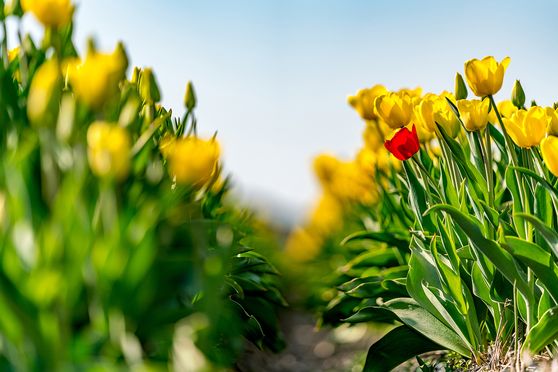 Tulpen - Be different 01