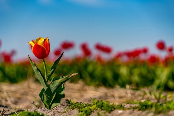 Tulpen - lonely 03