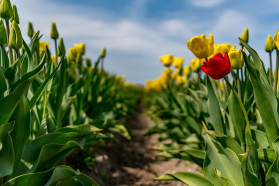 Tulpen - Be different 02