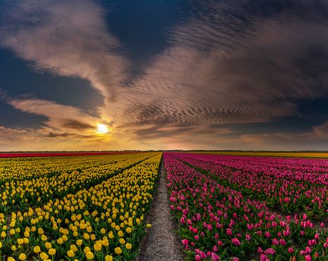 tulpen texel 02 xxl