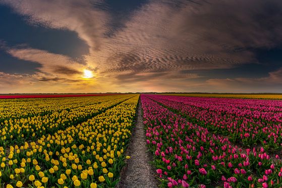 tulpen texel 01