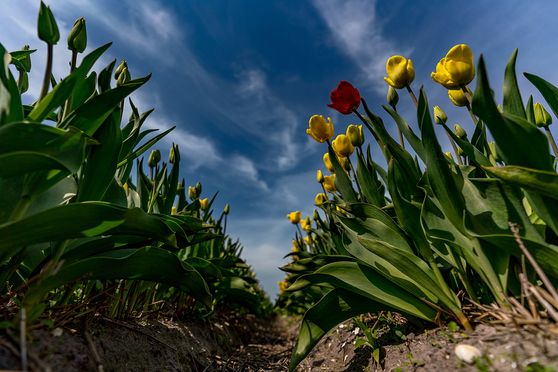 Tulpen - Be different 03