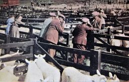 Lairg Lamb Sales, Lairg, Sutherland.