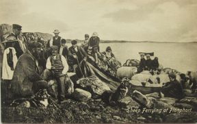 Sheep ferrying at Fionphort