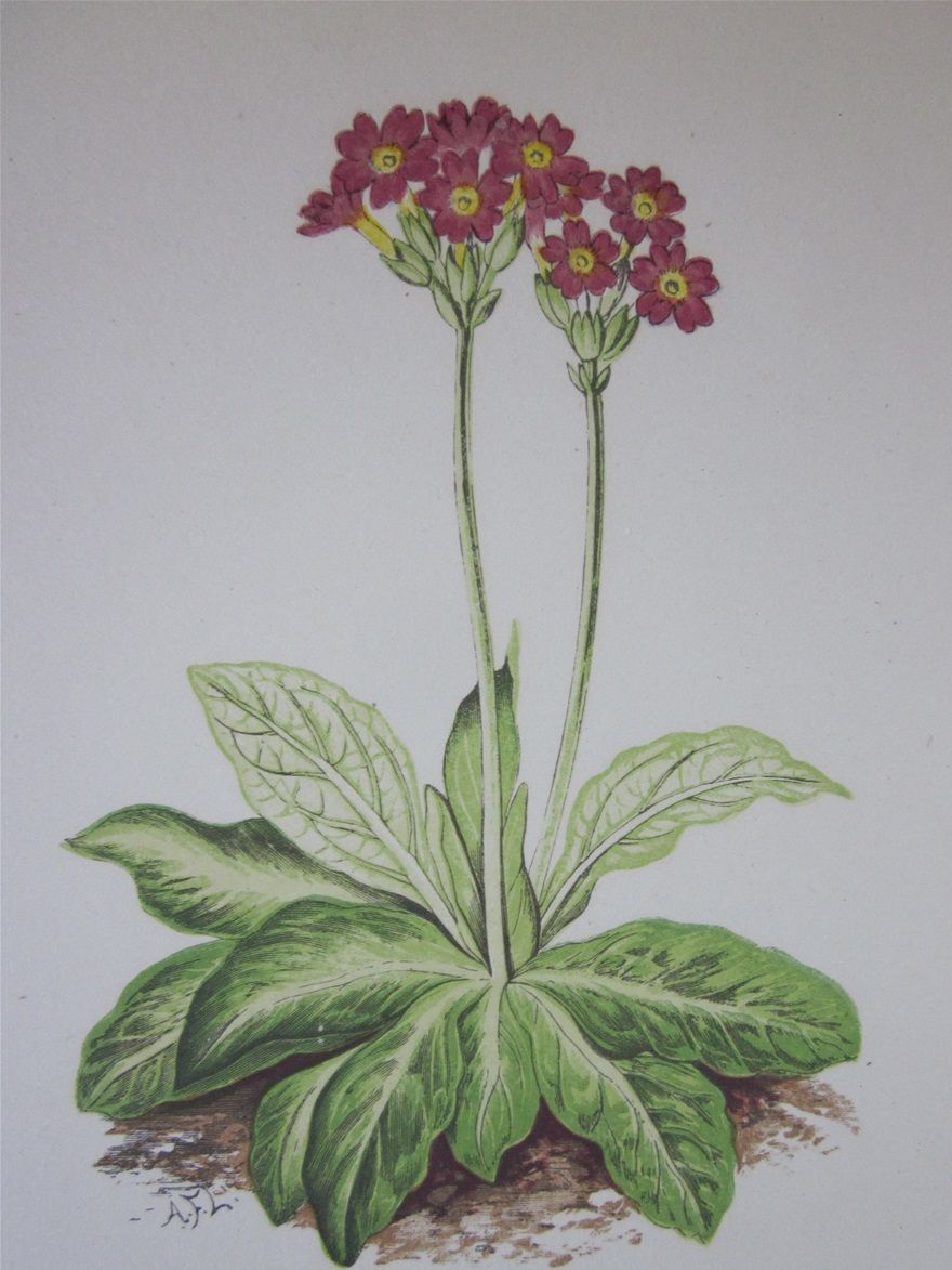 Primula Scotica, from 