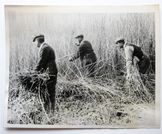 Gathering Reeds, Errol, Perthshire.