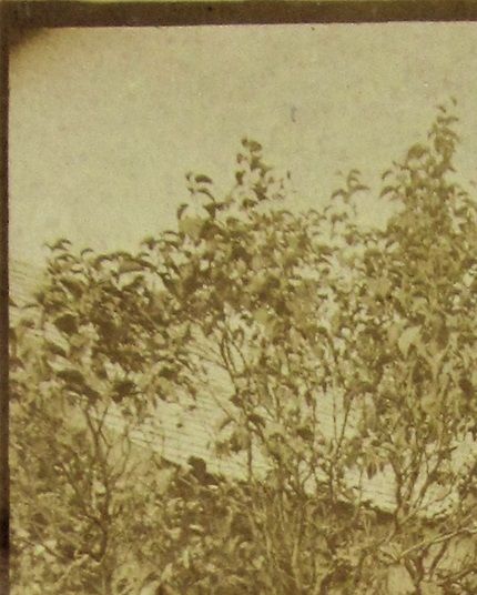Card sent in 1909, photographer and place unknown.