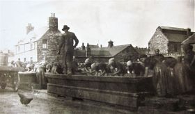 Herring gutters at work, overseen by a man walking on the trough, and a hen.