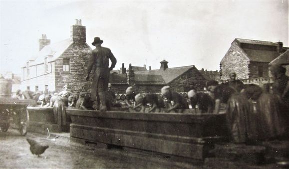 Herring gutters at work, overseen by a man walking on the trough, and a hen.