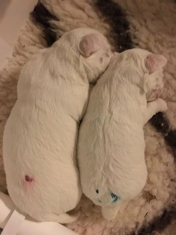 Storesøster og lillebror <3