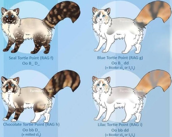 Les couleurs du Ragdoll traditionnel | The Wonderful dolls