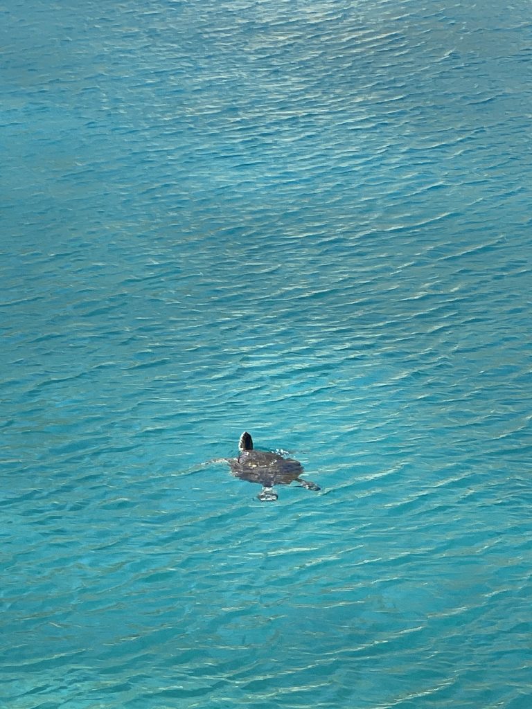 Havskildpadde ved Maratounda