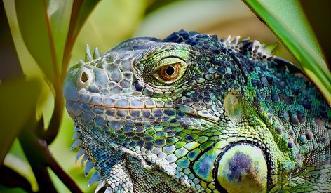 Curious Iguana