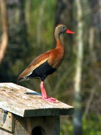 Black Belly Whistler
