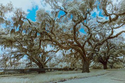 IR Live Oaks