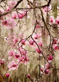 Magnolias and Moss