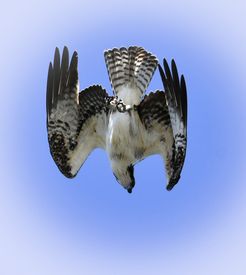 Falcon Diving