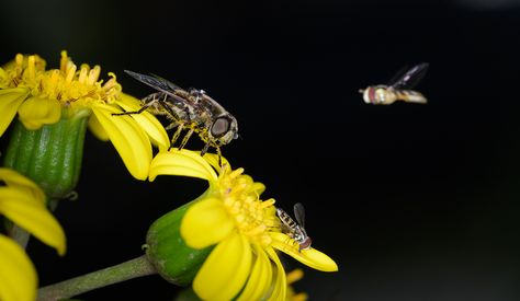 Pollinators at Work