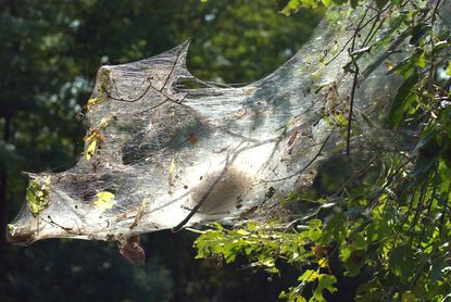 Nature's Webbing