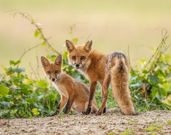 Fox Pup and Mom