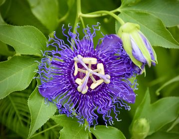 Passion Flower