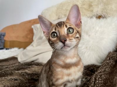 Suki